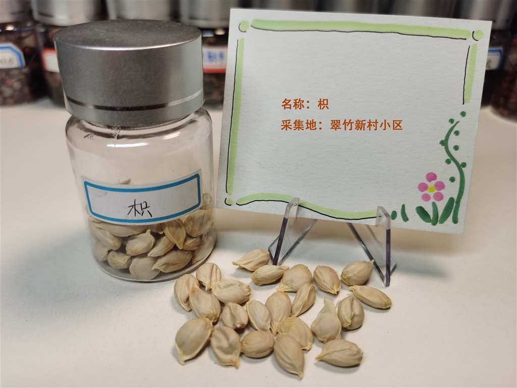 枳1 拷贝.jpg