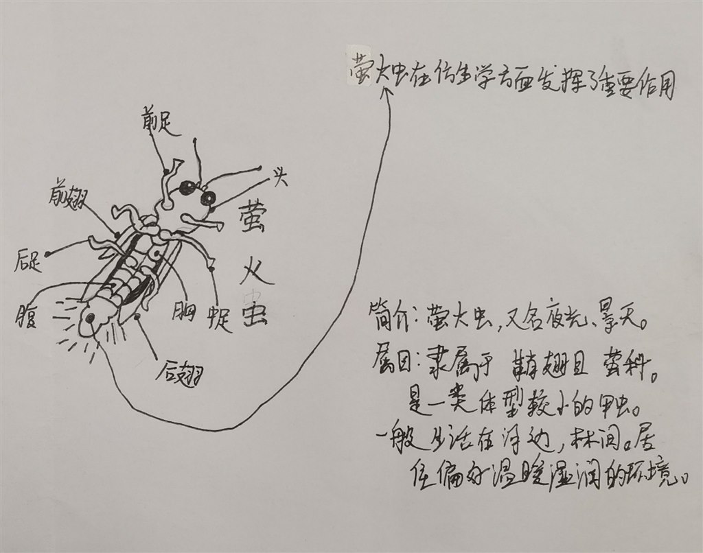 萤火虫2_2345看图王.jpg