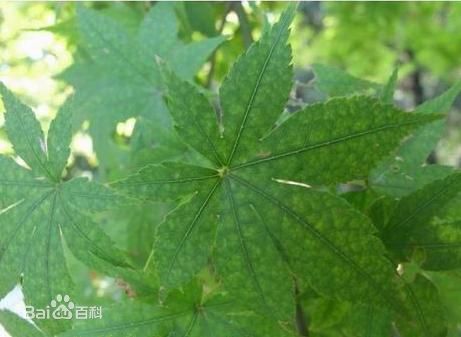 E:\云盘\云盘-信予天下\★同步文件 信予天下 360云\01 工作、教学相关 信予天下 360云盘\★02 科学、科技、实验室 360云盘\★02 科技  信予天下\★05 摄影 兴趣\学生摄影作品\鸡爪槭-青枫\d009b3de9c82d1584c3b44b2800a19d8bc3e4273.jpg