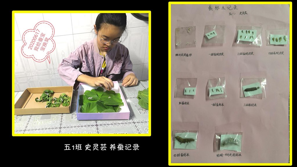 史灵芸养蚕.jpg