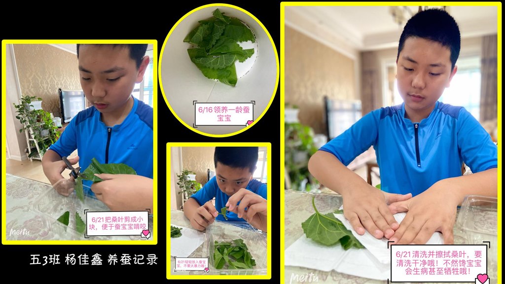 20200708 五3 杨佳鑫 养蚕拼图.jpg