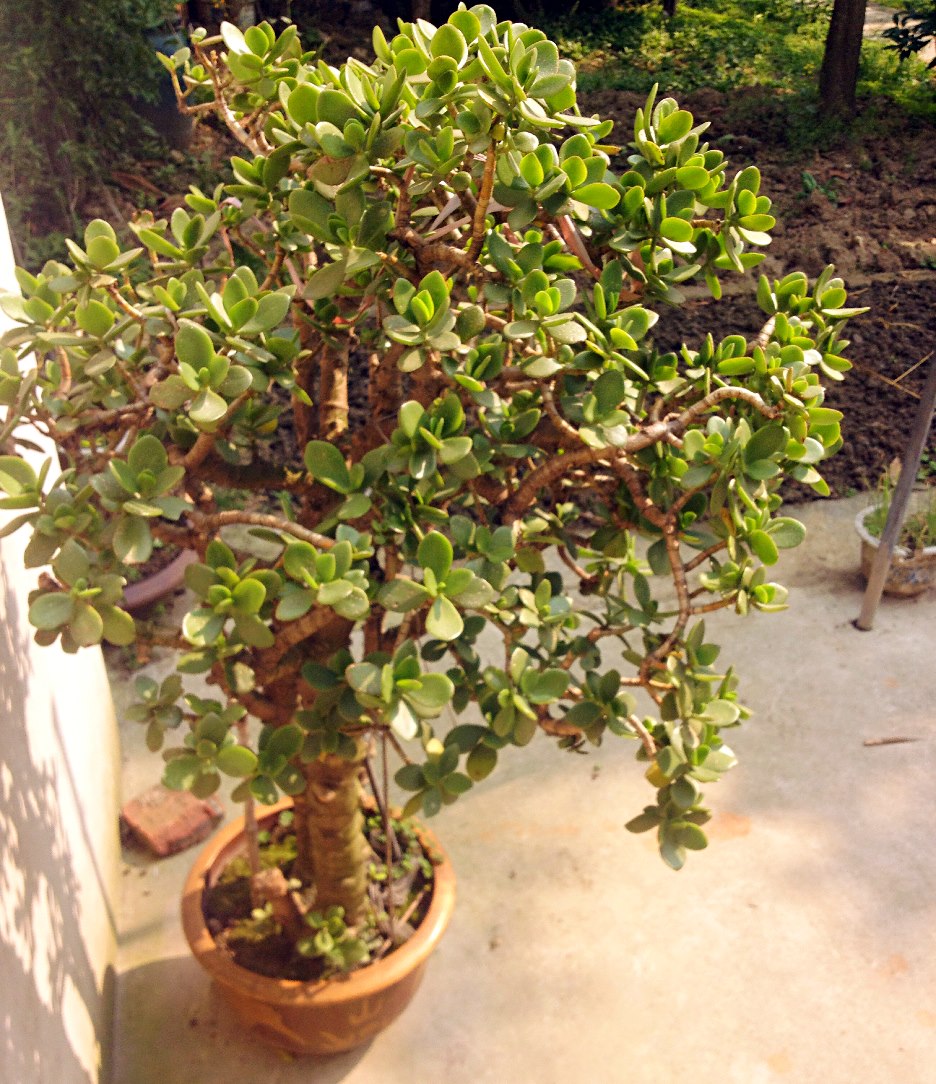 C:\Users\Administrator\Desktop\网上植物园\20150426 张天\006.JPG