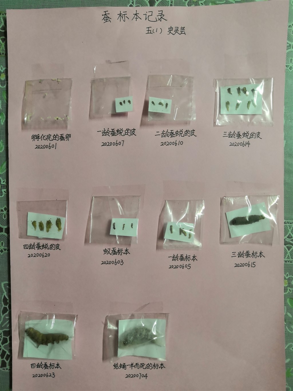 20200708 五1 史灵芸 养蚕 蚕宝宝标本_调整大小.jpg