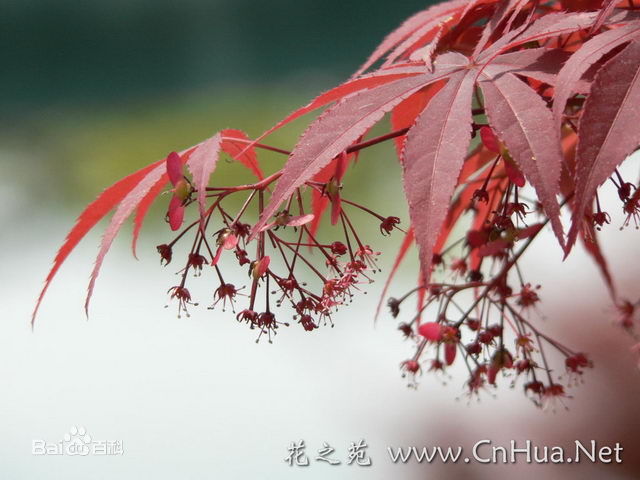 C:\Users\Administrator\Desktop\20150404学生照片\红枫\a71ea8d3fd1f413495858223251f95cad1c85e38.jpg