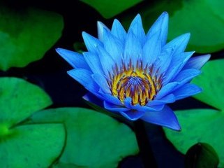 C:\Users\Administrator\Desktop\网上植物园\t016ffaa2c86eef2482.jpg