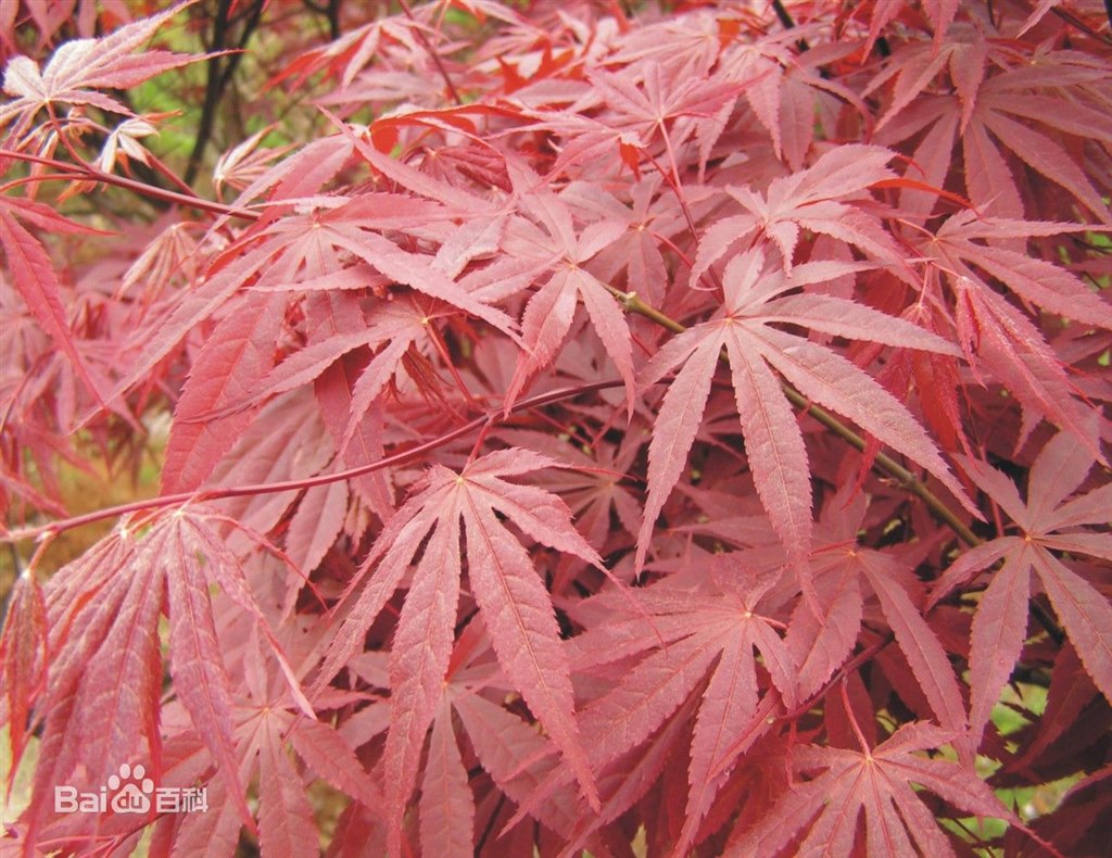 C:\Users\Administrator\Desktop\20150404学生照片\红枫\c8ea15ce36d3d5396cb3ba303a87e950342ab0b3.jpg