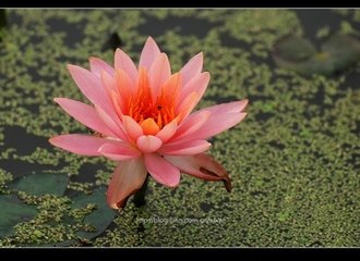 C:\Users\Administrator\Desktop\网上植物园\t01e67a4c82238911f4.jpg