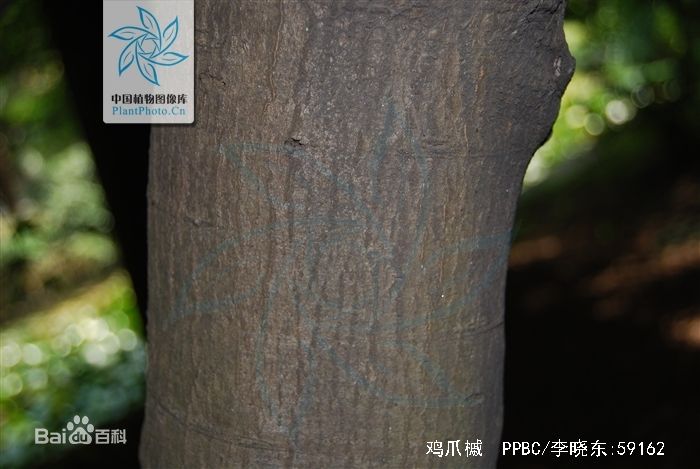 E:\云盘\云盘-信予天下\★同步文件 信予天下 360云\01 工作、教学相关 信予天下 360云盘\★02 科学、科技、实验室 360云盘\★02 科技  信予天下\★05 摄影 兴趣\学生摄影作品\鸡爪槭-青枫\b3b7d0a20cf431ad8998590e4a36acaf2edd98ba.jpg