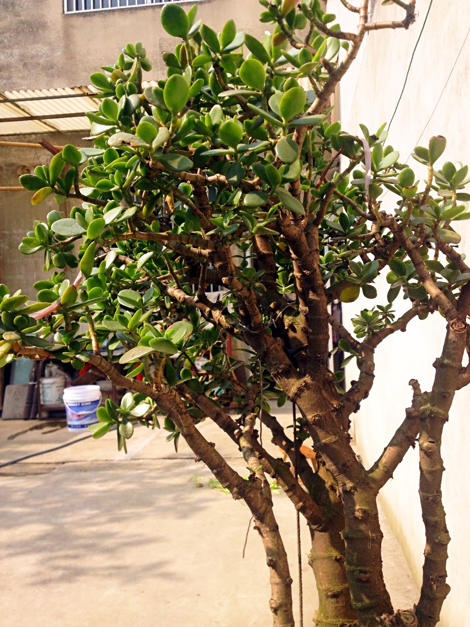 C:\Users\Administrator\Desktop\网上植物园\20150426 张天\011.JPG