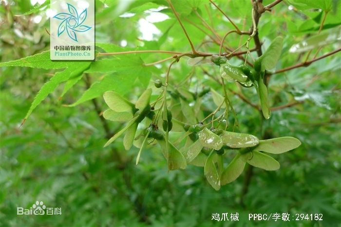 E:\云盘\云盘-信予天下\★同步文件 信予天下 360云\01 工作、教学相关 信予天下 360云盘\★02 科学、科技、实验室 360云盘\★02 科技  信予天下\★05 摄影 兴趣\学生摄影作品\鸡爪槭-青枫\d50735fae6cd7b892a2720b40e2442a7d9330eb9.jpg
