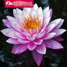 C:\Users\Administrator\Desktop\网上植物园\t01500485f953a3e043.jpg