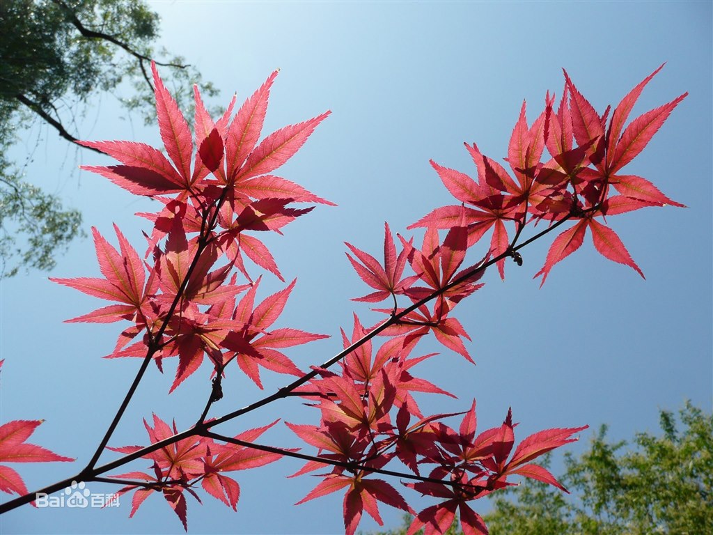 C:\Users\Administrator\Desktop\20150404学生照片\红枫\cdbf6c81800a19d846b0035833fa828ba61e4638.jpg