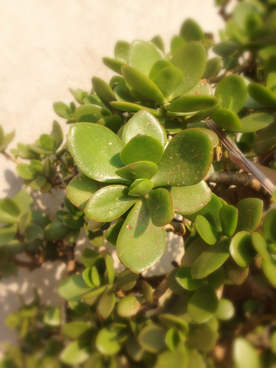 C:\Users\Administrator\Desktop\网上植物园\20150426 张天\007.JPG