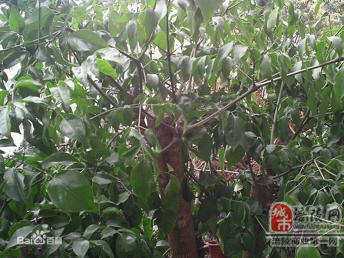 E:\云盘\云盘-信予天下\★同步文件 信予天下 360云\01 工作、教学相关 信予天下 360云盘\★02 科学、科技、实验室 360云盘\★02 科技  信予天下\★05 摄影 兴趣\学生摄影作品\网上植物园\幸福树、菜豆树\78310a55b319ebc4b12bb0c88126cffc1e17160b.jpg