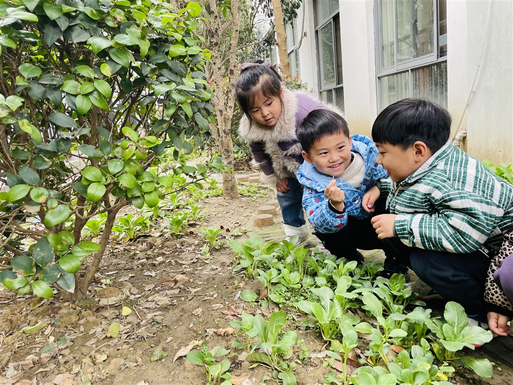 小苗1.JPG