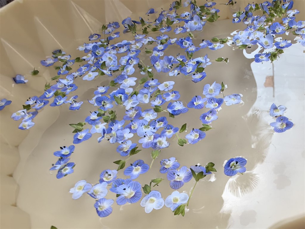 野花2.jpg