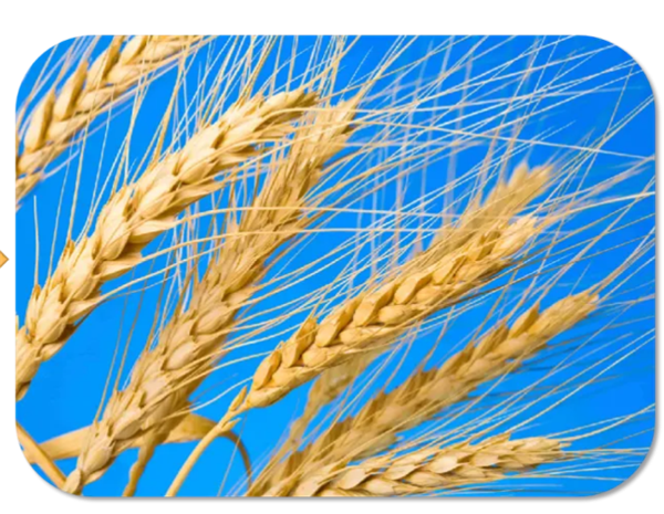 IMG_20241014_100050.png