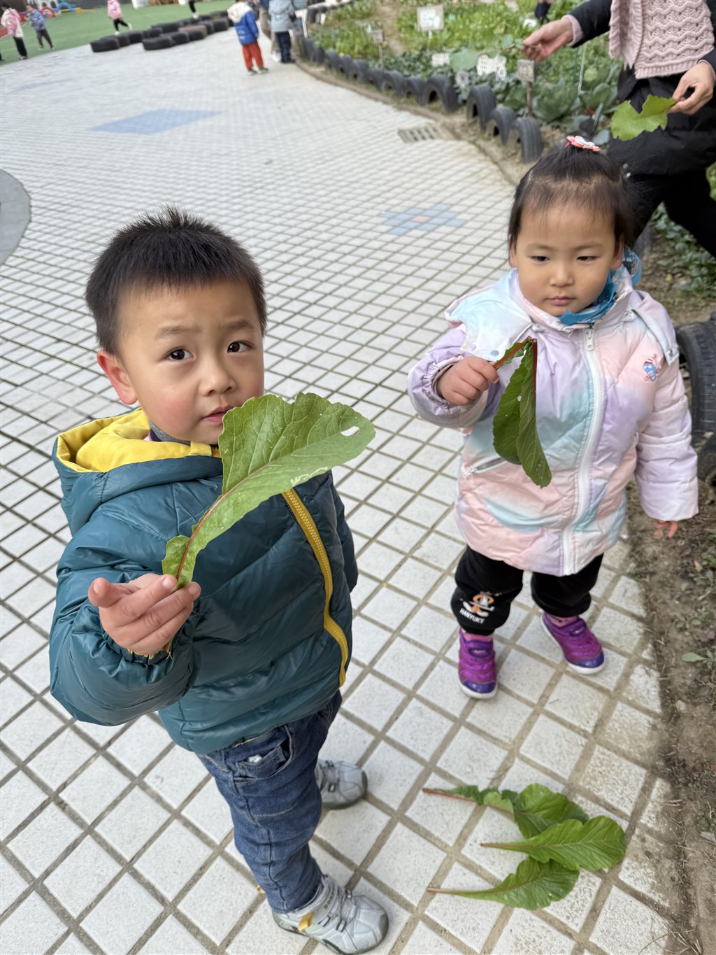 萝卜叶比大小.jpg