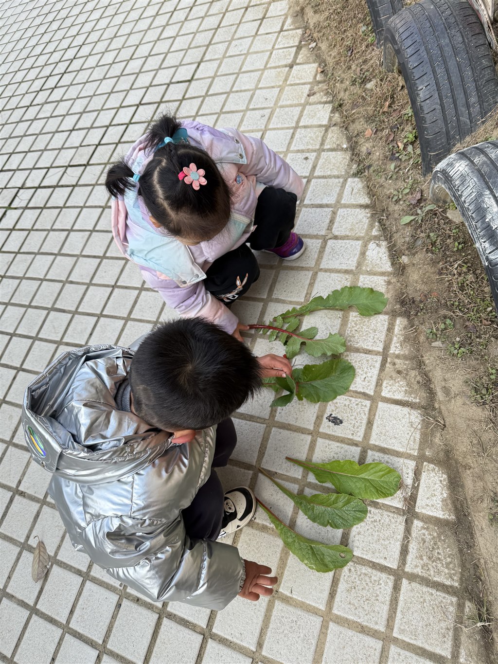 萝卜叶比大小3.jpg