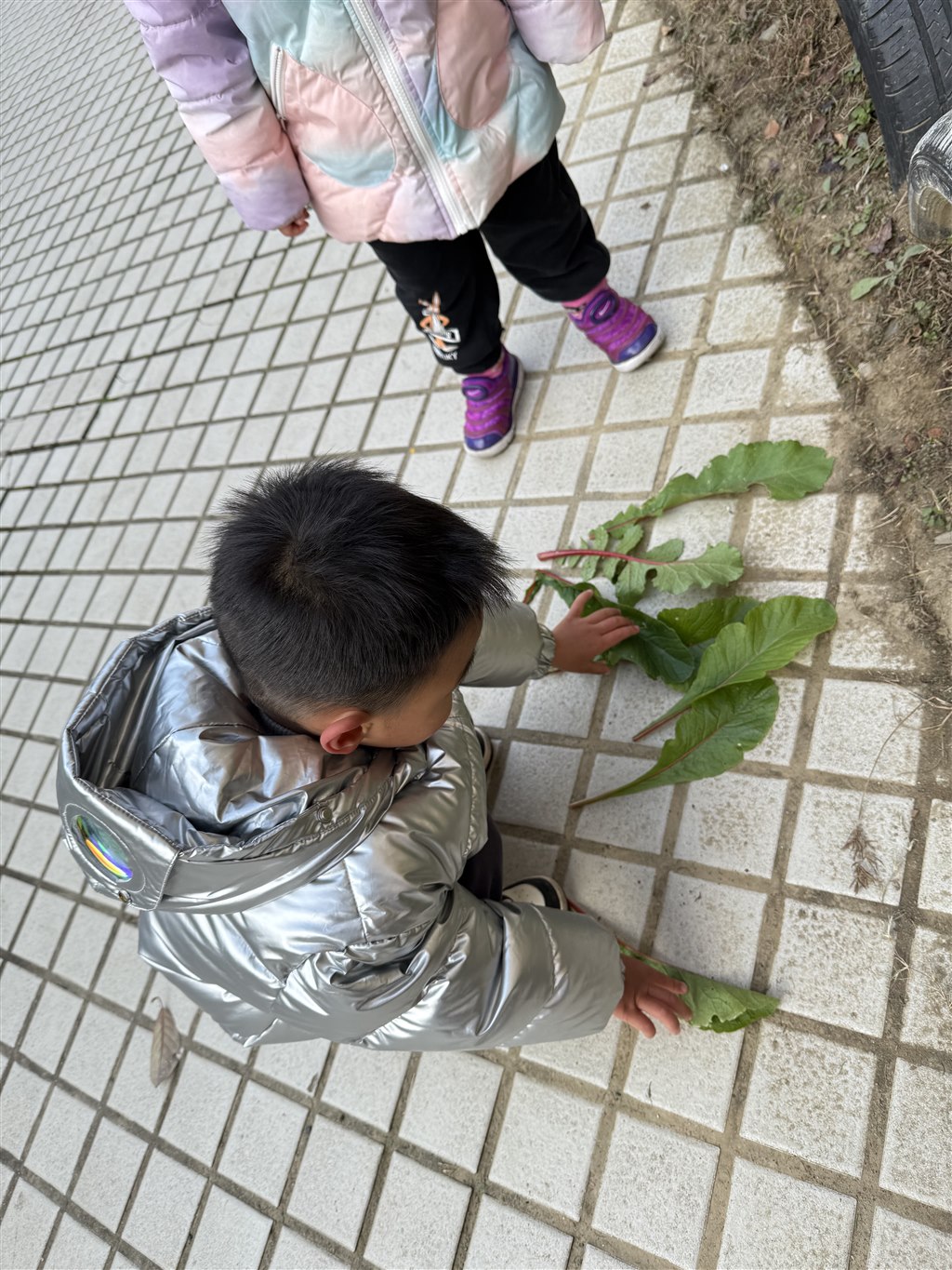 萝卜叶比大小2.jpg