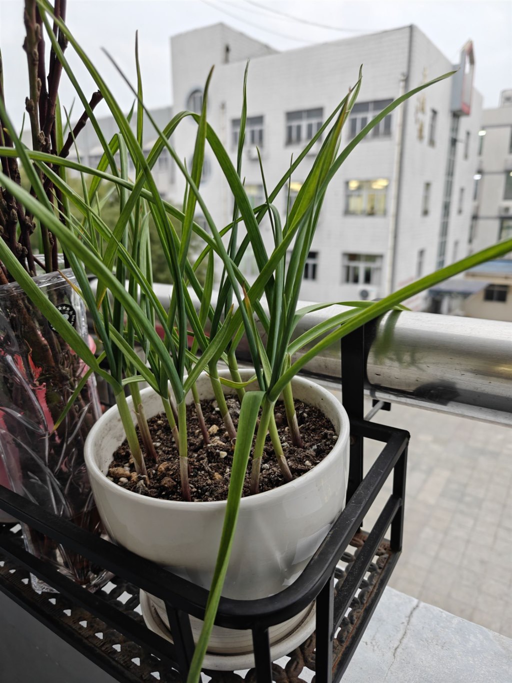 植物生长观察.jpg