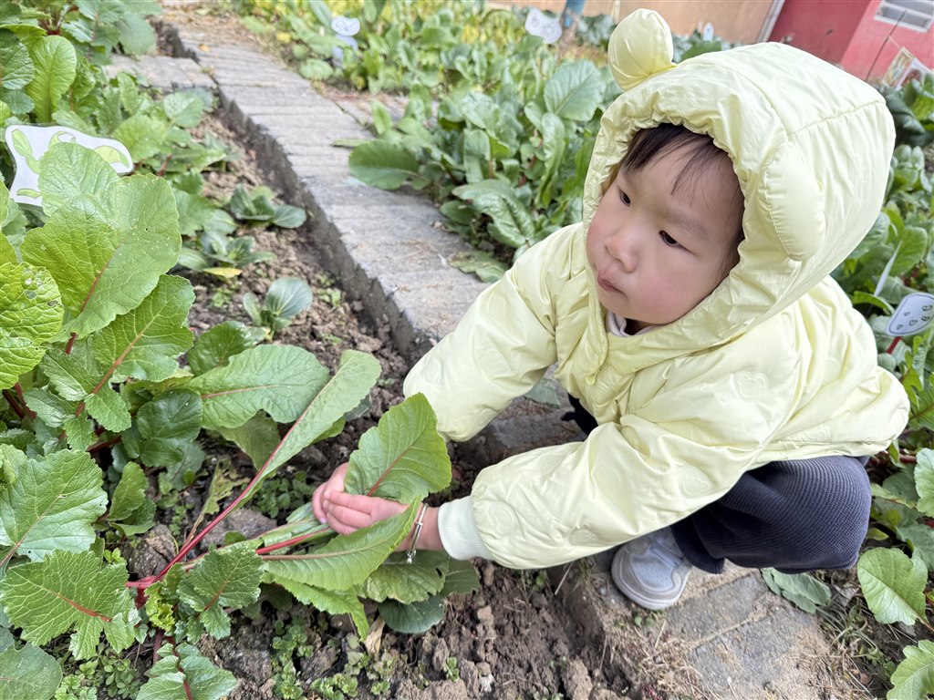 拔萝卜2.jpg