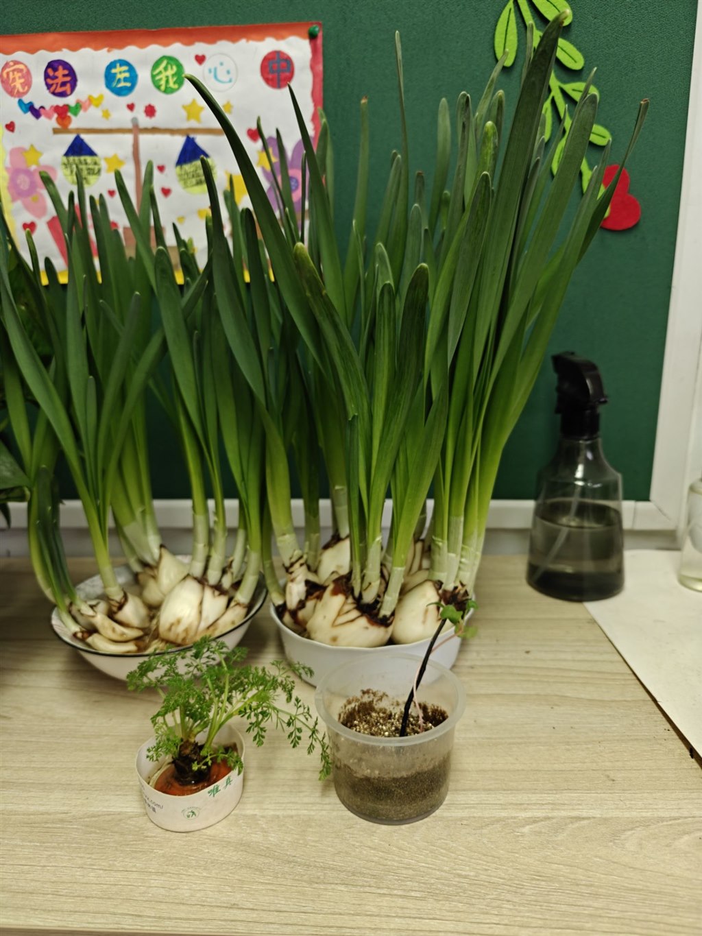 植物生长对快乐.jpg