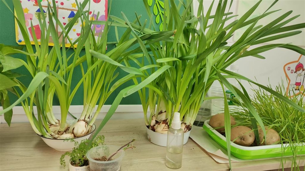 可爱的植物.jpg