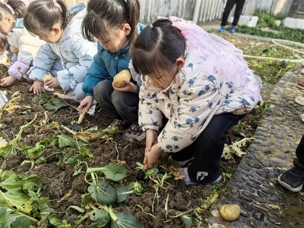 土豆3.jpg 土豆3.jpg