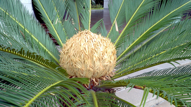 2012夏攀登楼前铁树又开花了特写