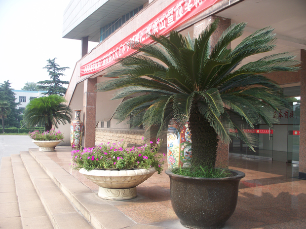 2012夏体育馆大门前铁树雄花开