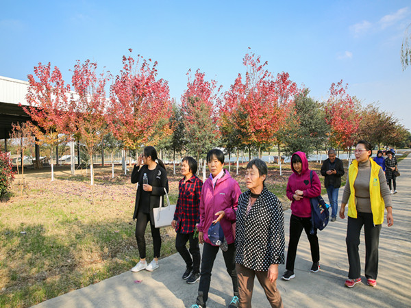 4红枫赏析.jpg