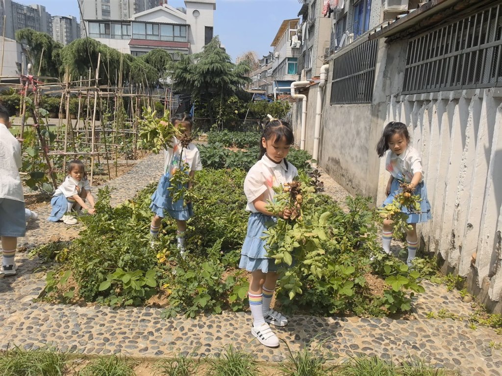 收获土豆1.jpeg