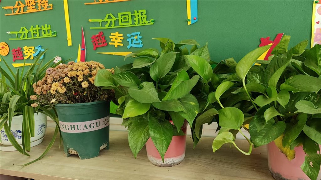 绿色植物养护.jpg