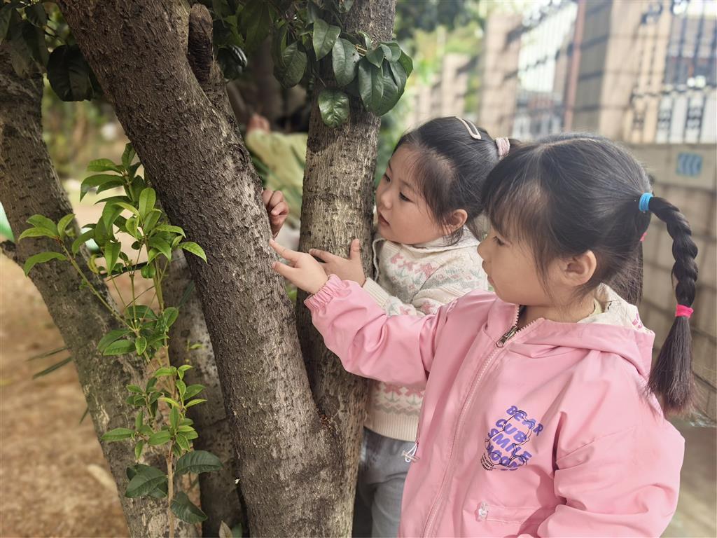 树皮2.png 树皮2.png