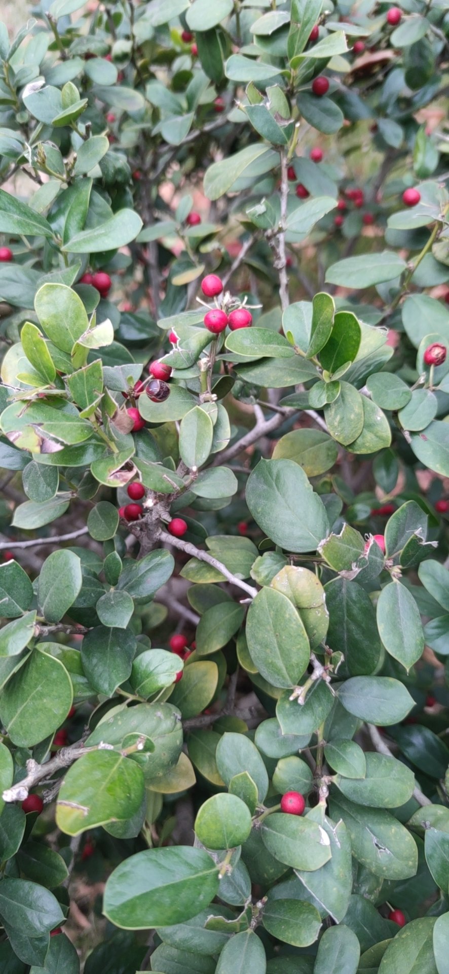 枸骨.jpg 枸骨.jpg