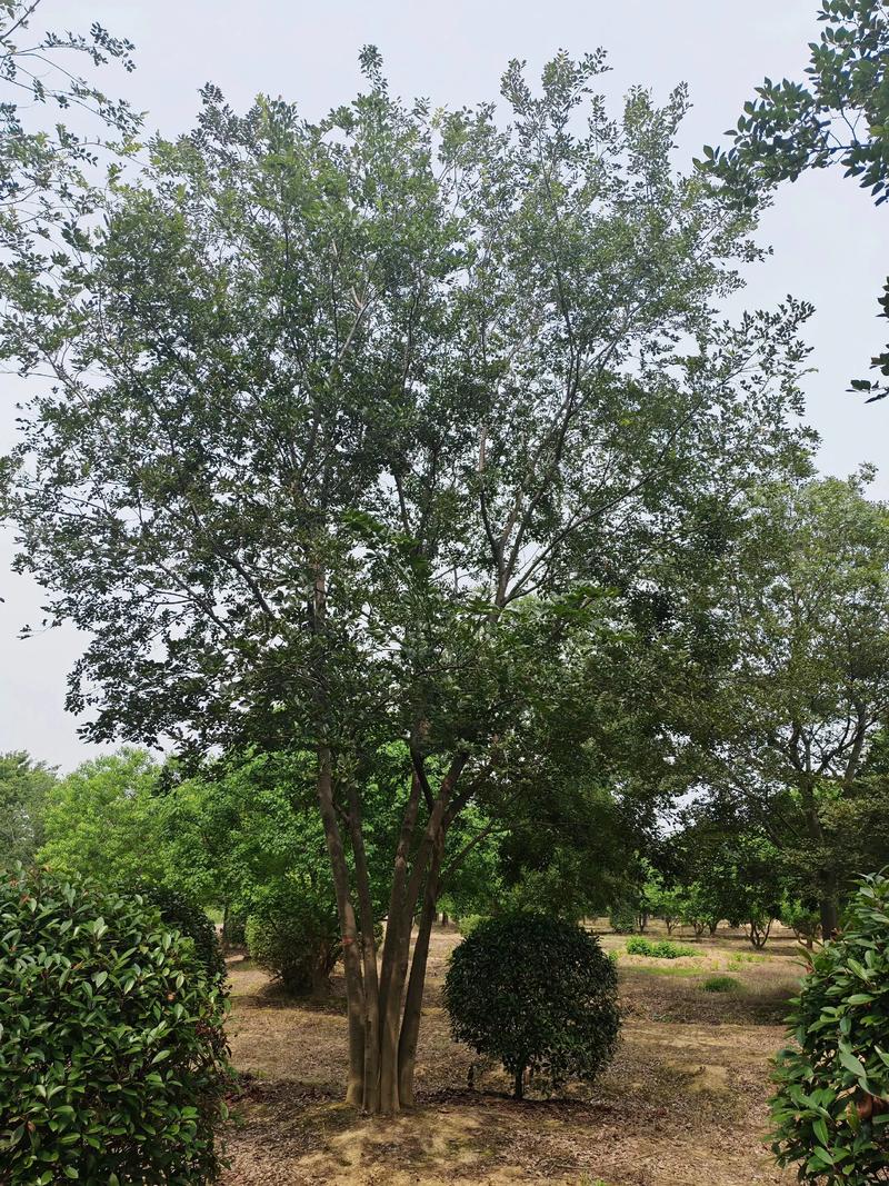 朴树.jpg 朴树.jpg