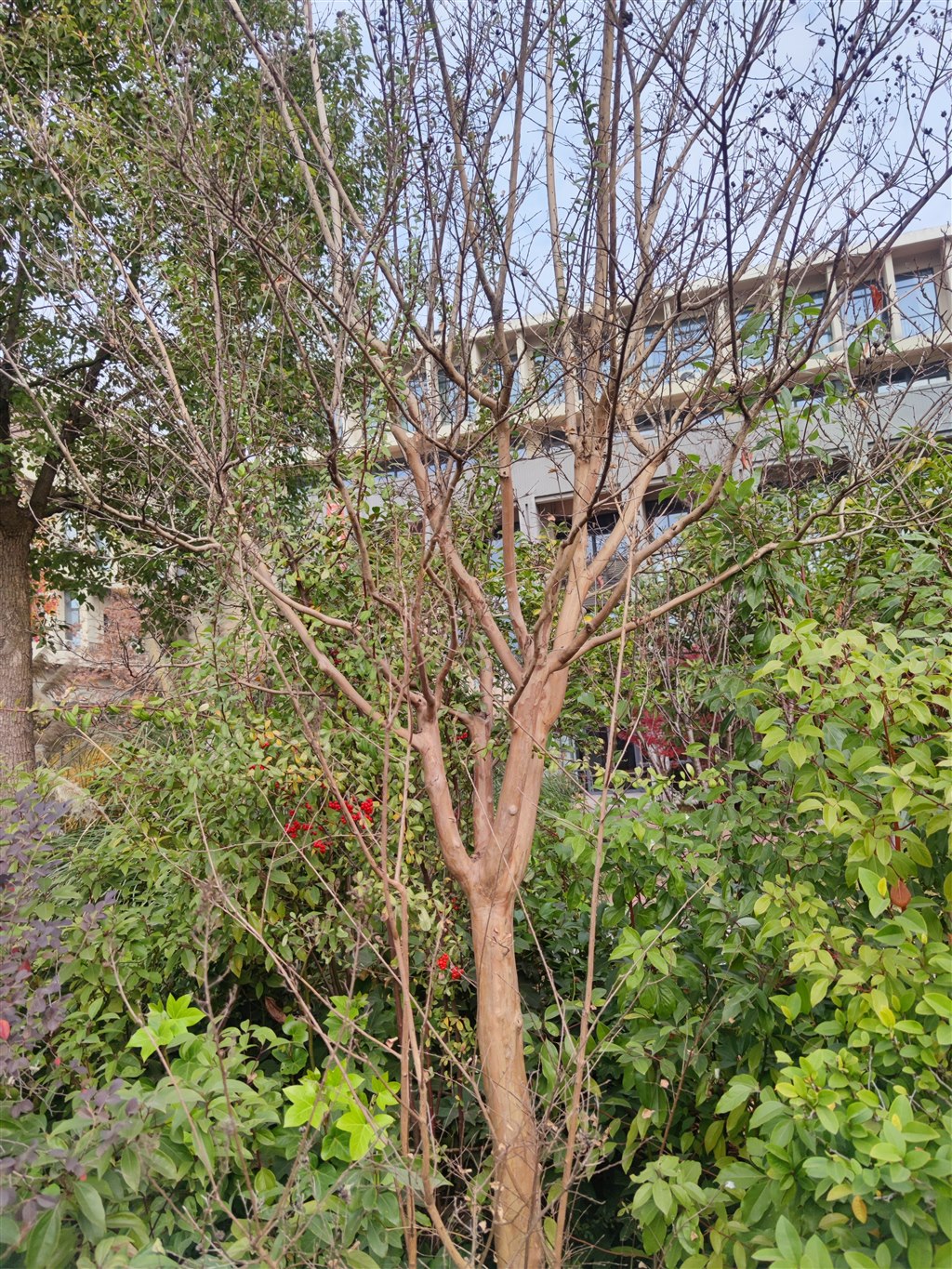 紫薇.jpg 紫薇.jpg