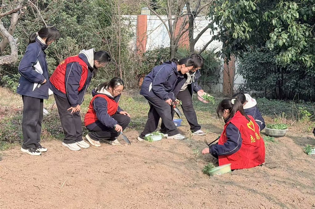 2种向日葵 (2).jpg