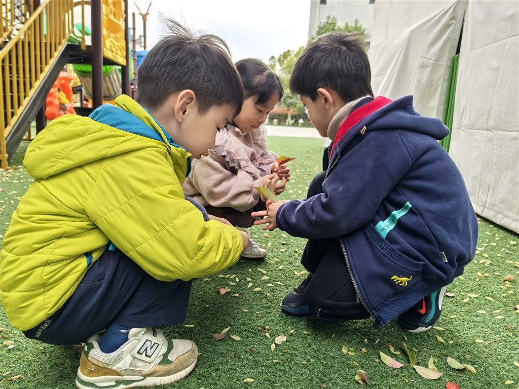 树叶1.jpg