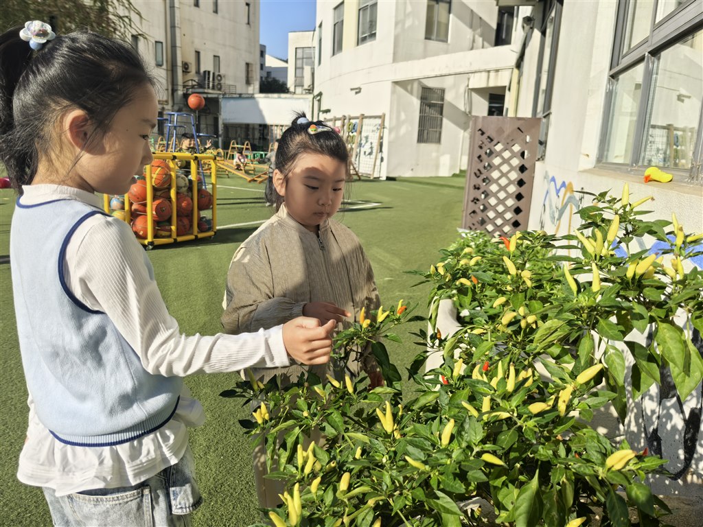 观察辣椒1.jpg